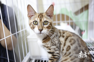 萌寵盛宴 深圳國際寵物展今日火熱開幕，全方位寵物服務(wù)點亮愛寵生活